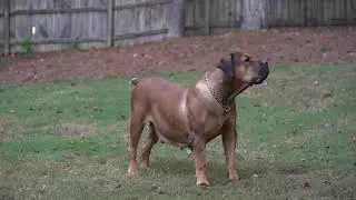 South African Boerboel Warning Barks