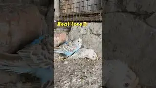 Real love🦜🥺#minivlog #breedingpair #petlover #vlog #lovebirdsfarming #kabutar #pigeon #birds #pets