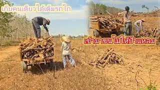 ช่วยกันขนไม้ให้ป้าแหลม พอดีได้เต็มรถไถ 30 มกราคม ค.ศ. 2026