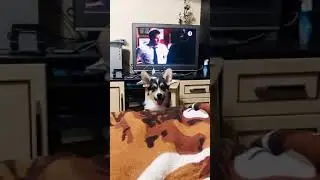 Funny dog Корги Луна | It&rsquo;s time to LAUGH with Dogs life