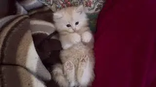 Beautiful Canadian Cat Kittens