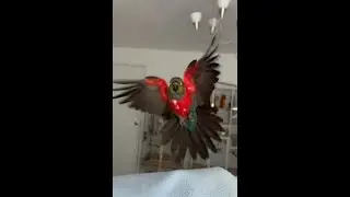 Conure Parrot Slow Mo Flyby! #shorts | BirdNerdSophie
