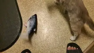 luna and her fish, fansonly - teaching her to attack