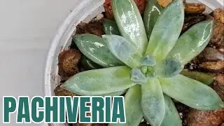 suculentas  pachiveria donsuculento
