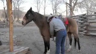 Tyler Sorch & Okie Dokie 2013 Top Notch Horse Sale - Cody, WY