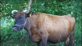 Ekologiczne Czerwone - Krowy ;)