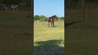 Horse rubs his ass on the. Fence