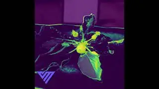 Vivid X Colour Imaging System