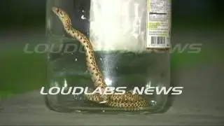 Menacing Snakes / Hawthorne   RAW FOOTAGE