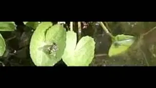 Hooverfly
