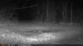 Deer Cam Raccoon 01 22 2026 Game Cam Trail Camera 