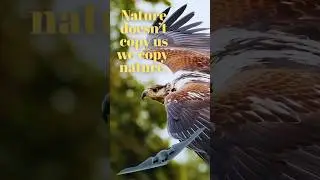 This Bird Inspired the B-2 Stealth Bomber 😱🛩️ #b2spirit #animals #falcondive #AnimalFacts #shorts