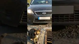 Эта кошка умоляла о помощи, чтобы спасти своего котенка. #кошки #спасение #животные