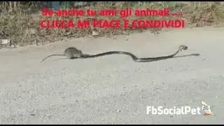 mamma topo salva cucciolo da serpente FbSocialPet
