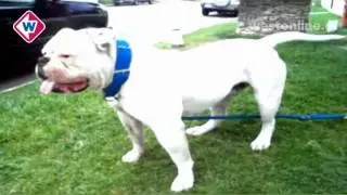 110926_nws_Hond bijt man!