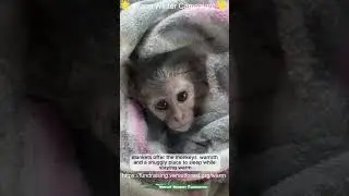 Monkey warm winter campaign