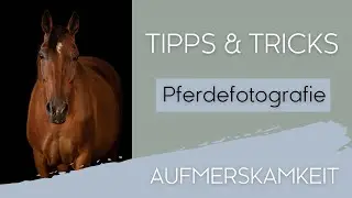 TIPPS Aufmerksamkeit Pferdeshooting | Pferdefotografie | Fotoshooting mit Pferd