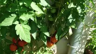 Kappelen
