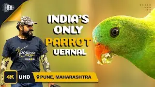 India's only parrot, Vernal Hanging Parrot | Travelclix