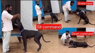 Basic command, Training || Dog home Training || घर पर अपने डॉग को कैसे सिखाए