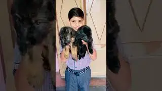Appa von wankon Germany import puppy #germanshepherd #trending #petlover #cutepuppies #vairalvideo