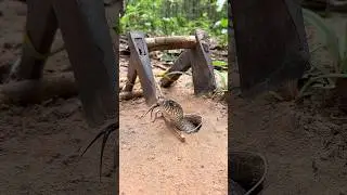 DIY Snake Trap using Two Ax #Installtrap #whatsappstatus #installtool