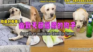 幽默天赋爆棚狗子dog with an explosive talent for humor#搞笑汪驾到#萌寵#寵物#搞笑#拉布拉多 #doglover #Labrador #labrado #dog