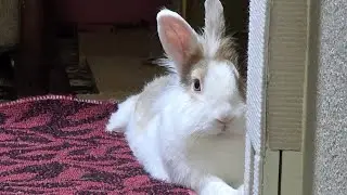 Where did bunny mofu sleep after waking up? #mofu #bunny #rabbit #cute #viralvideo #relaxing #かわいい 