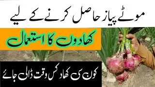 How to increase the bulb size of onion (پیاز کا سائز کیسے بڑھائیں) Fertilizer Management