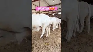 Karachi Cow Mandi | Shan Cattle Farm #short #ytshorts #shortvideo #shortsfeed #cow
