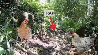 Build simple but Creative Chicken, #hunting #survivalskills #fishing #bushcraft #primitive #camping