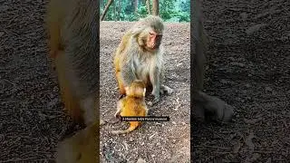 Monkey Make Good Pat's 🙈#monkey #monkeys #animals #nature #animal
