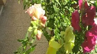 Bocca di Leone - I fiori Innamorati