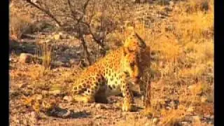 In the Balance:  The Caucasus Leopard