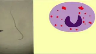 INTERVIEW WITH BLOOD CELLS  FUNCTION