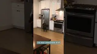 Dog Retrieves Beer From Fridge for Owner | Shorts