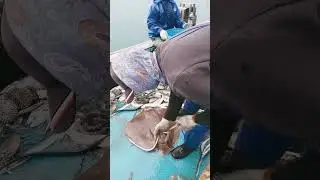 pelepasan duri ikan pari