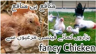 Earn money from Australorp chicken | Beautiful chicken
