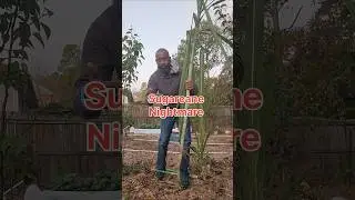 When to harvest Sugar Cane? #sugarcane #sugarcaneharvesting