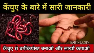 सबसे बेस्ट केंचुए लें हमसे ।। Best earthworm for vermicompost #earthworm #kechua #vermicompost