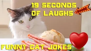 Funny jokes ❤️ Purr fect Laughs ❤️ Hilarious Cat Jokes to Brighten Your Day!