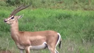 Impala Mating Rituals: A Scent-sational Romance in the African Savanna 🦌✨ #Wildlife