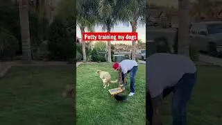 Tips on potty training dogs! #trending #49ers #rams #dogs #dogtraining #shorts #nfl #nfldraft