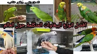 افضل انواع الببغاوات المتكلمة في العراق والعالم