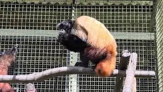 Golden-bellied uakari