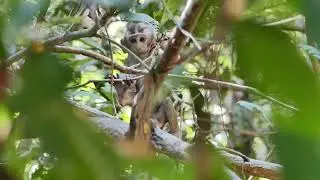 Arian baby monkey at Alba Troop