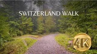 4K Walk trough the forest on an a foggy day in Switzerland