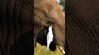Tiny Bird Cleans Elephant&rsquo;s Eye | Gentle Giant Moment 🐦🐘❤️ #Shorts