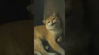 Orange Cats Explained&hellip; Or Not. (Alien Theory Confirmed?) 🐈🤣