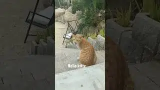 our little princess hello kitty meow #satisfying #shortvideo #palmjumeirahdubai #2023vlog